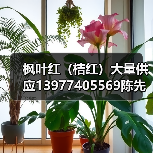 枫叶红（桔红）大量供应13977405569陈先生（图3）