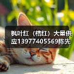 枫叶红（桔红）大量供应13977405569陈先生（图1）