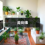 黄蝴蝶（图2）