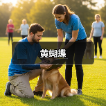 黄蝴蝶（图1）