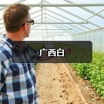 广西白（图3）