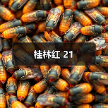 桂林红 21（图2）