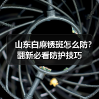 山东白麻锈斑怎么防？翻新必看防护技巧（图1）